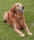 Jake