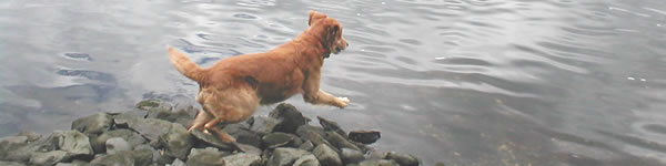 Jake, water retrieve