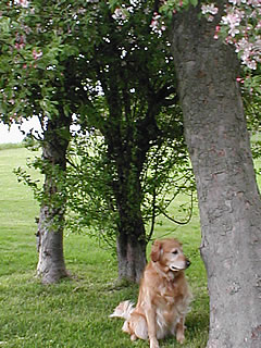 Peaches under the trees