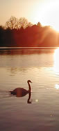 swan at sunset