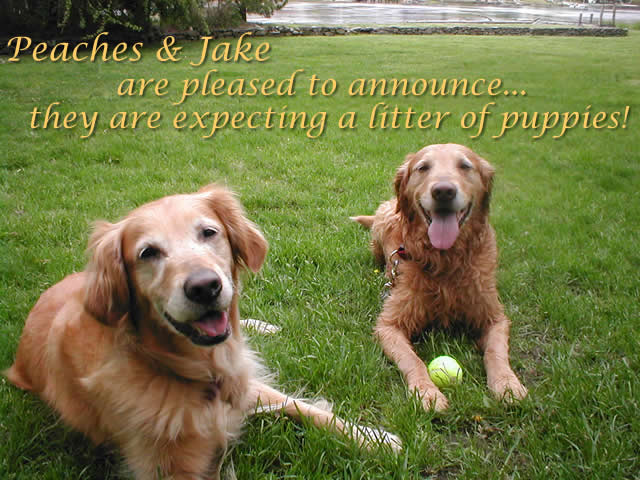 Peaches and Jake expecting puppies!