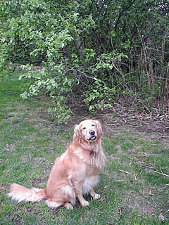 Peaches expecting