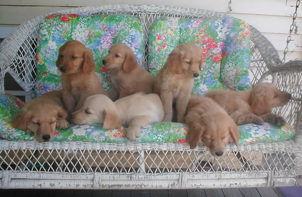 7 puppies on the swing